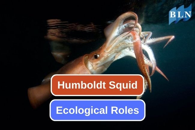 From Predator to Prey: Humboldt Squid Ecological Roles